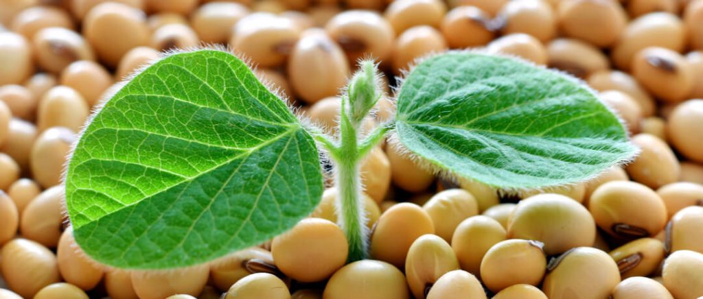 Farsul e Conexão Biotec debatem sobre a cobrança de royalties da soja